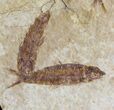 Fossil Fish (Knightia) Multiple Plate - Wyoming #31843-2